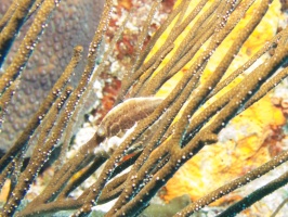 Slender Filefish IMG 7338